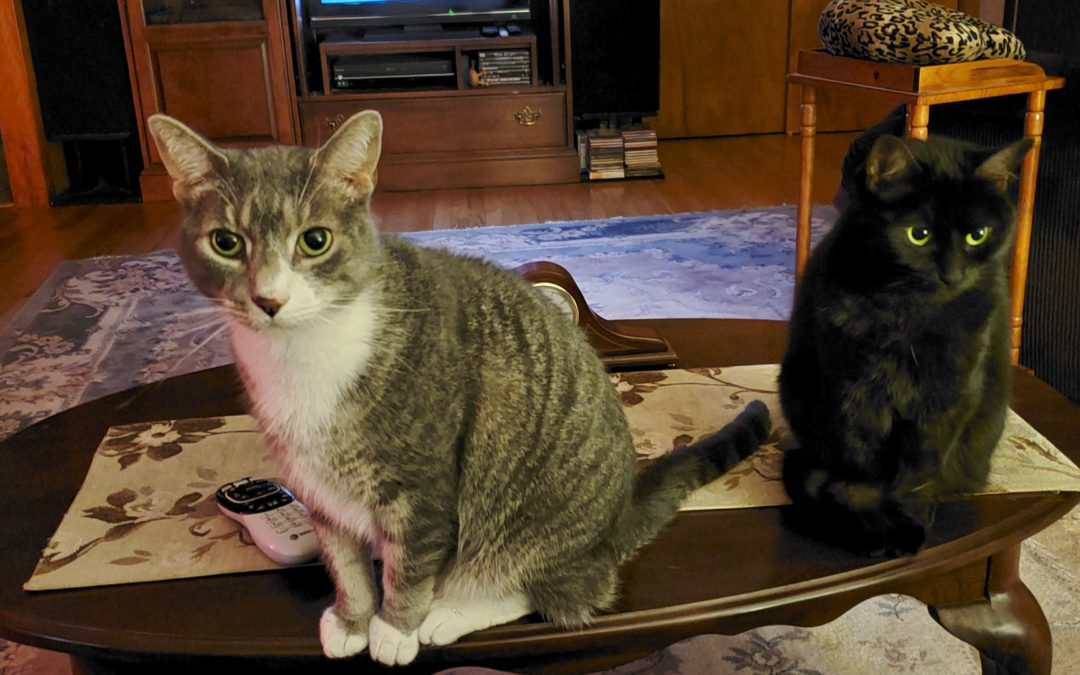 Furry Family
