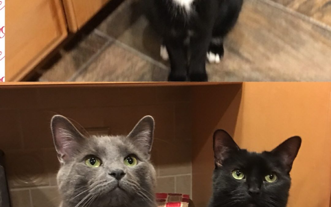 My Fur Balls