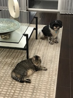 Adoption of Abandoned Animals